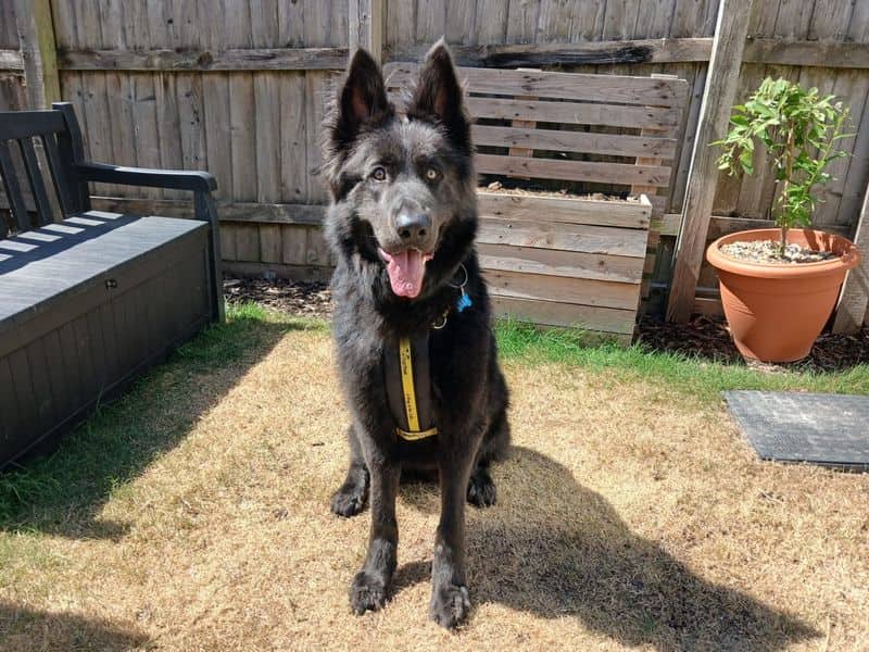Blue, german shepherd dog for adoption in Ilfracombe