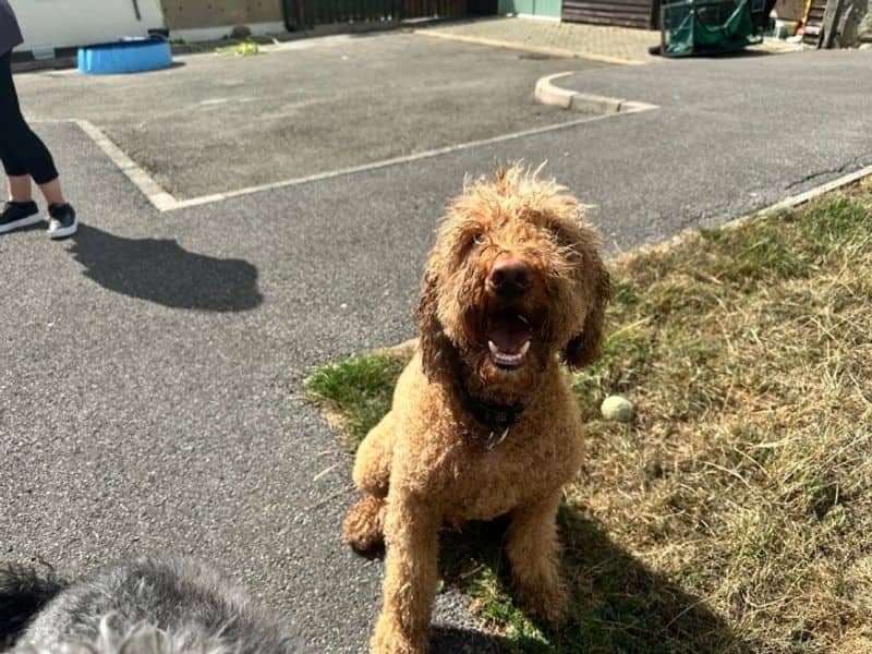 Clive, golden retriever cross for adoption in Bridgend