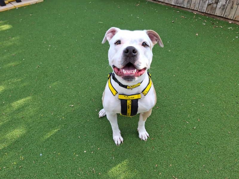 Orla, american bulldog cross for adoption in Wymeswold