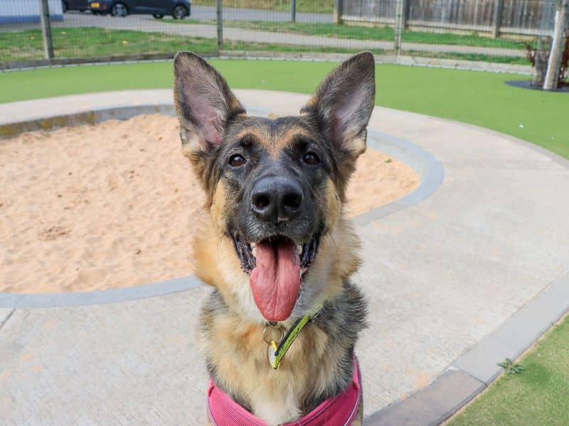 Lola, german shepherd dog for adoption in Evesham