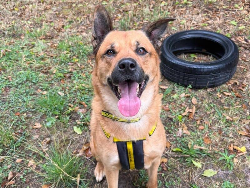 Fudge, akita cross for adoption in Telford