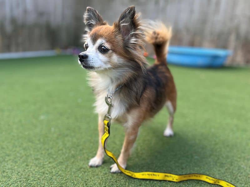 Sunflower, long coat chihuahua for adoption in Cardiff