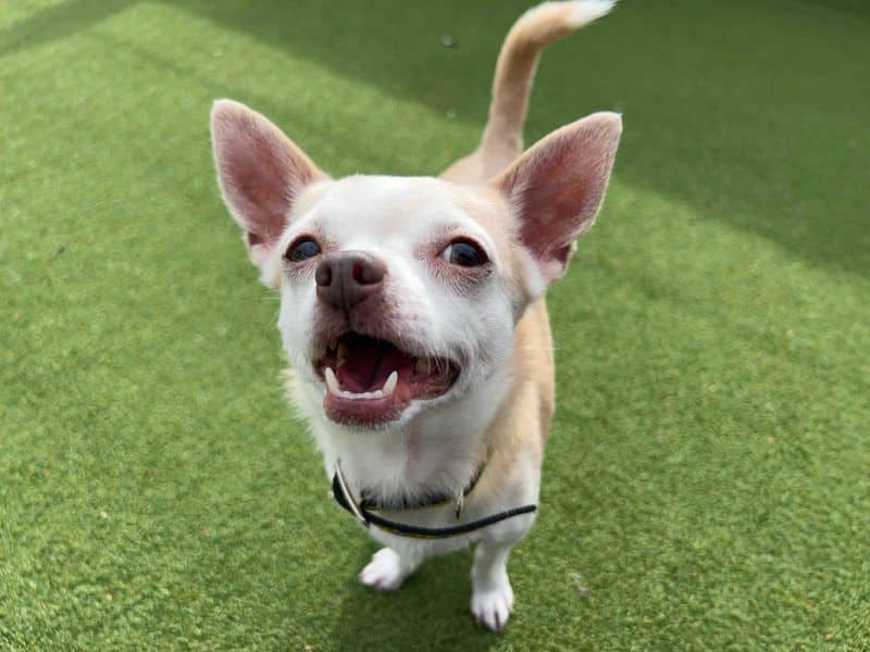 Bluebell, smooth coat chihuahua for adoption in Cardiff