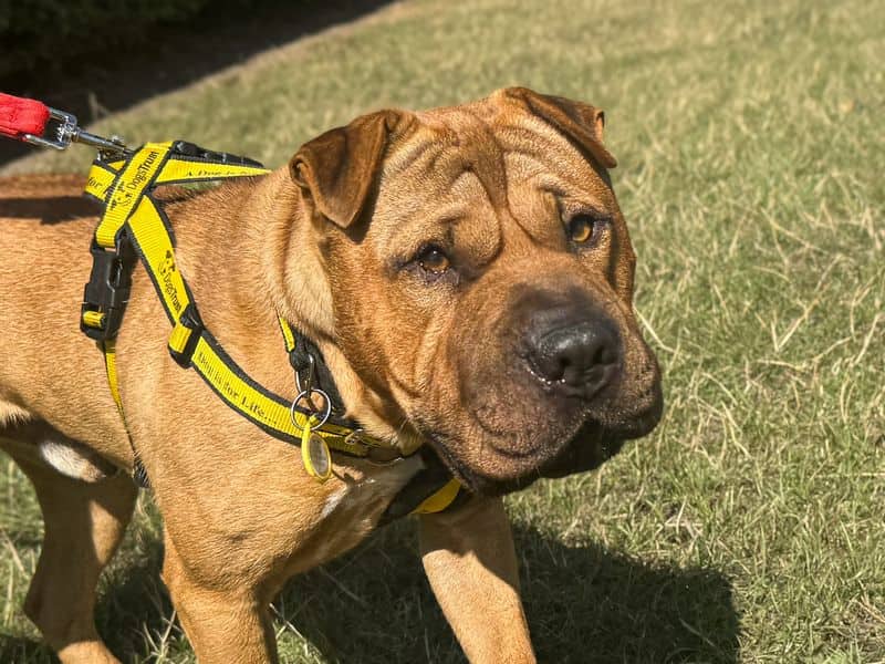 Charles, shar pei for adoption in Wickford