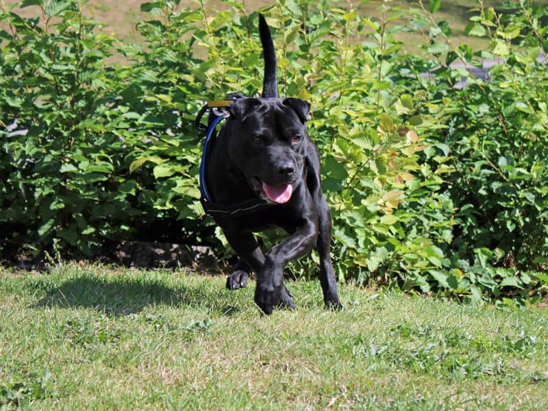 Benji, shar pei cross for adoption in Huyton