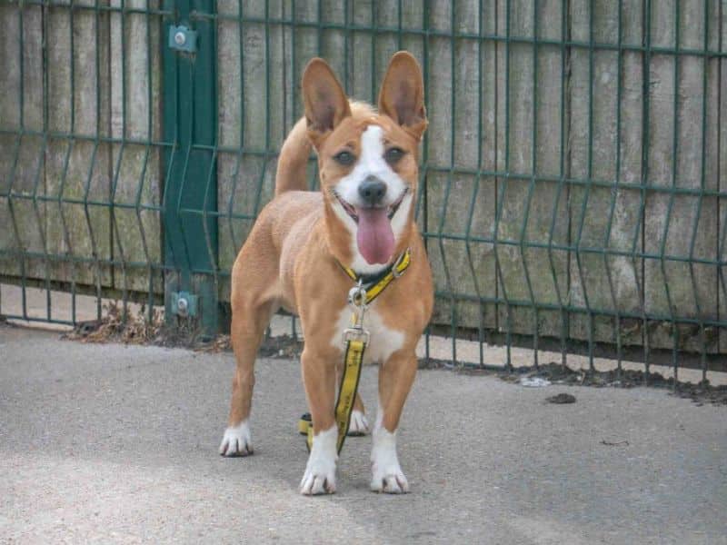 Rusty, cardigan welsh corgi cross for adoption in Wymeswold