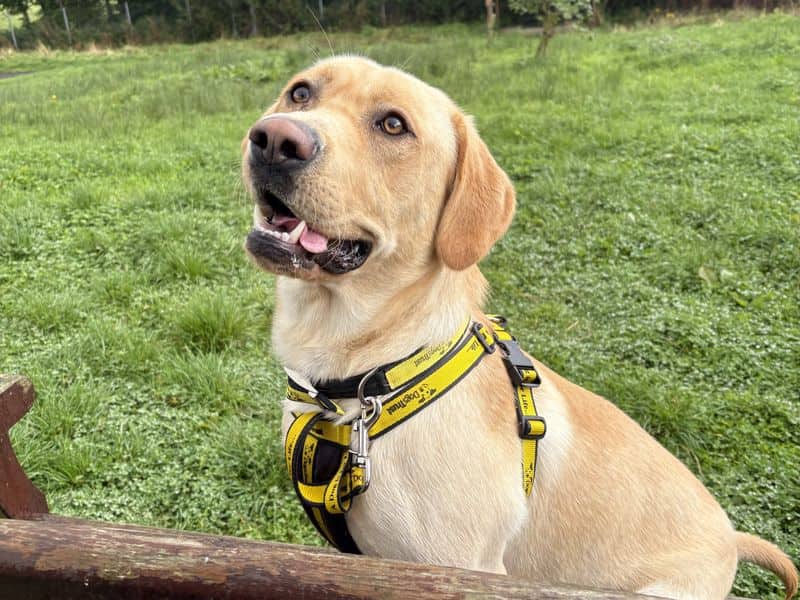 Sonny, labrador retriever for adoption in Mid and East Antrim