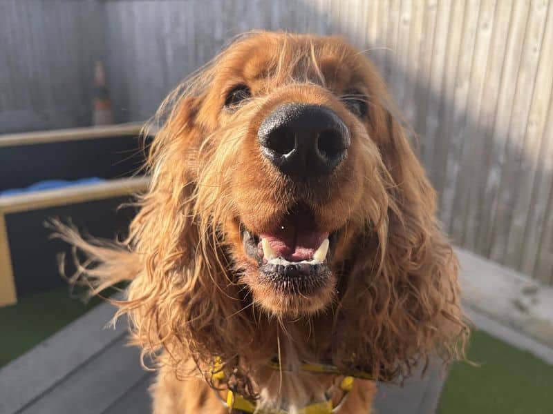 Bear, cocker spaniel for adoption in Mid and East Antrim