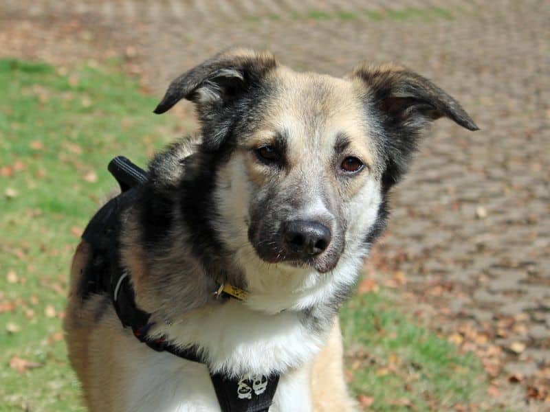Bonnie, crossbreed for adoption in Huyton