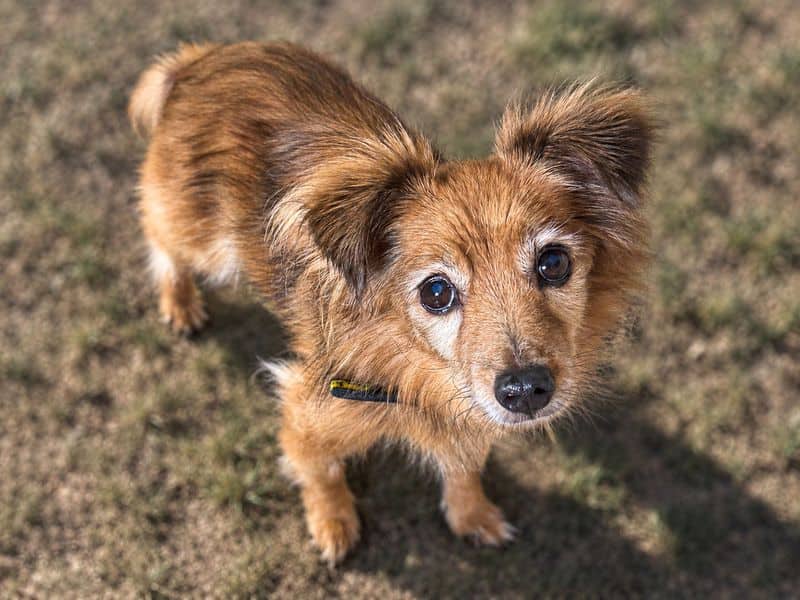 Izzy, long coat chihuahua cross for adoption in Wickford