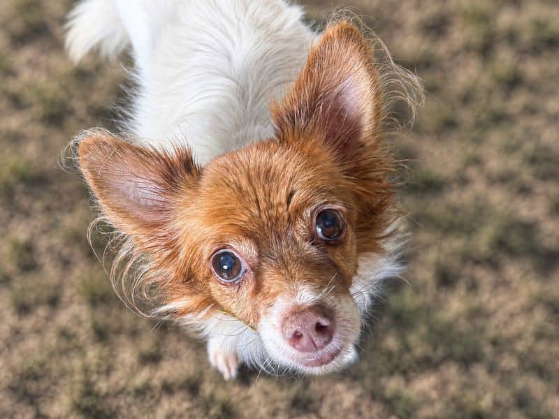 Lucky, long coat chihuahua cross for adoption in Wickford