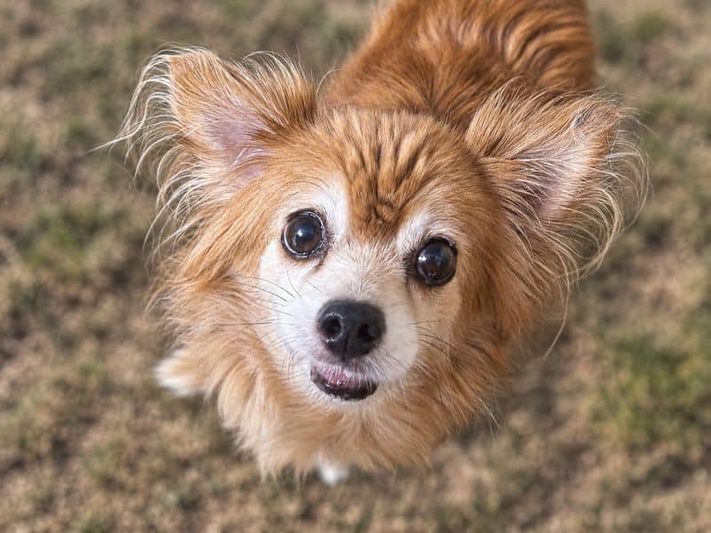Ralph, long coat chihuahua cross for adoption in Wickford