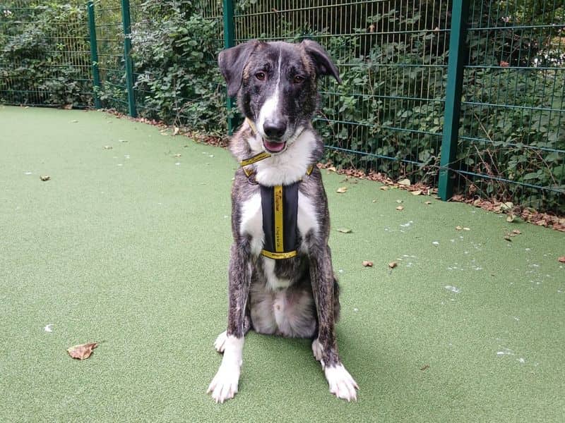 Merlin, malinois belgian shepherd dog cross for adoption in Ilfracombe