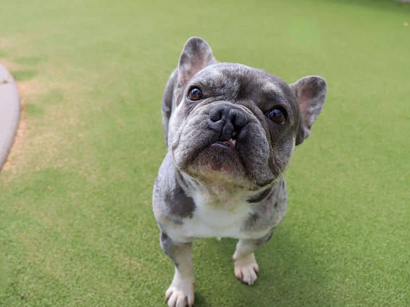 Lipton, french bulldog for adoption in Evesham