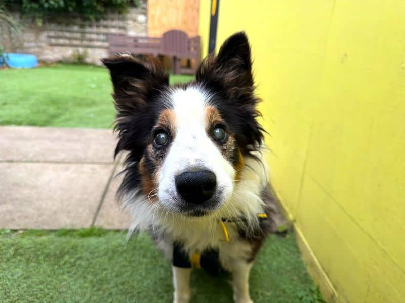 Douglas, border collie for adoption in West Calder