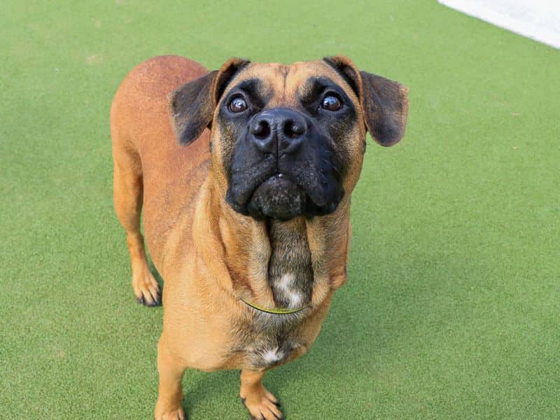 Dora, crossbreed for adoption in Evesham