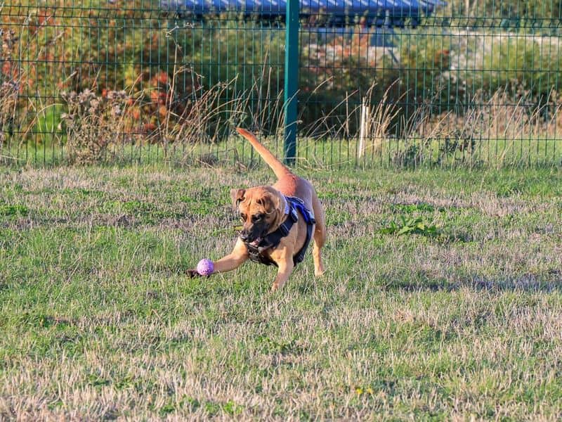 Dora, photo 3