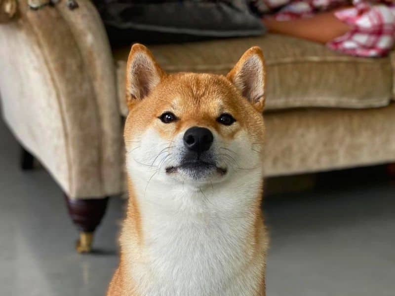 Tesla, japanese shiba inu for adoption in Newton Tony