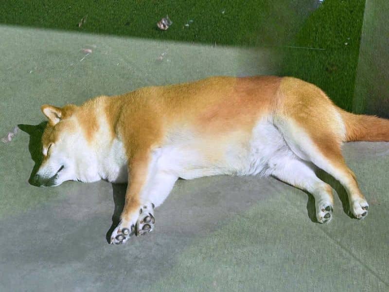Tesla, photo 5