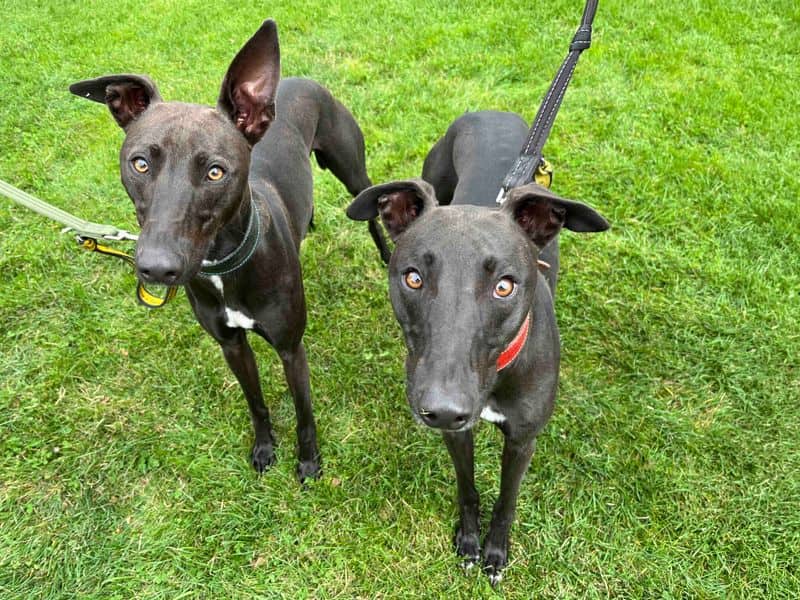 Oscar, lurcher for adoption in Sadberge