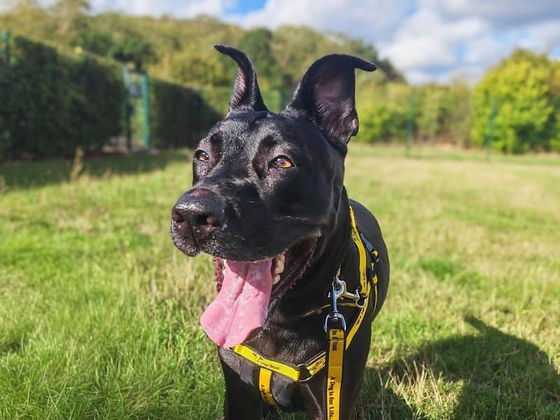 Arabella, dutch shepherd for adoption in Wickford