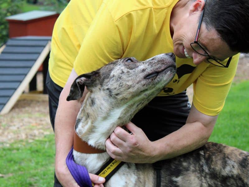 Chief, lurcher for adoption in Huyton