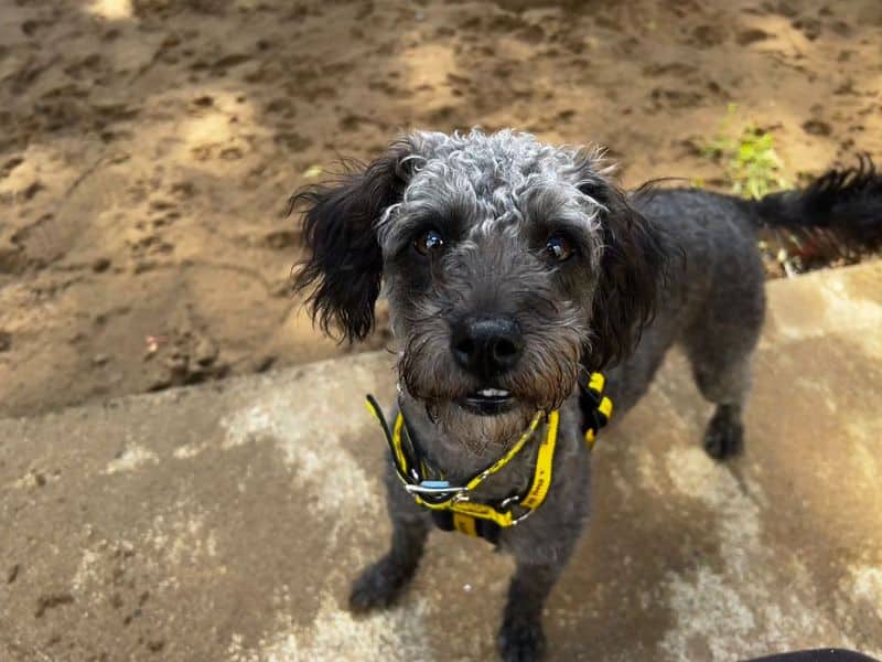 Hugo, jack russell terrier cross for adoption in Ilfracombe