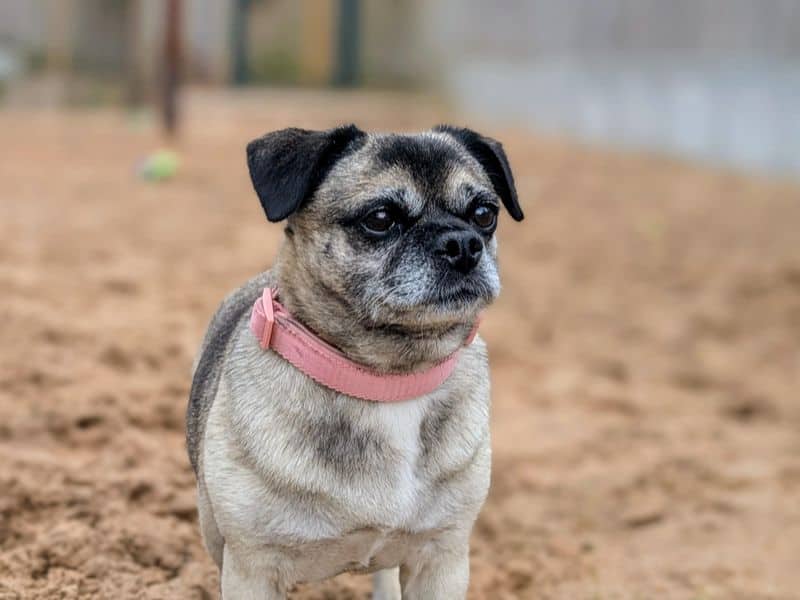 Bella, pug cross for adoption in Cardiff