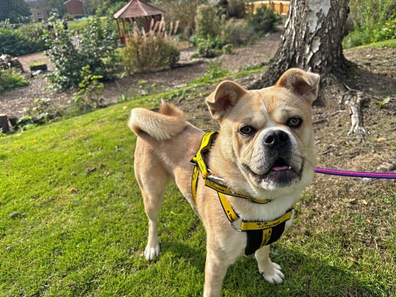 Bella, chow chow cross for adoption in Huyton