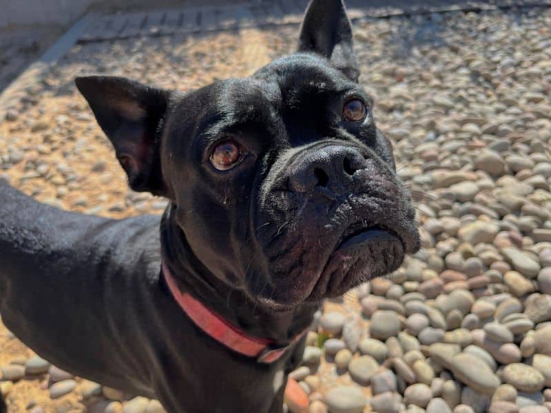 Magic, italian corso dog cross for adoption in Cardiff