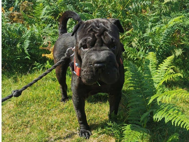 Typhus, shar pei for adoption in Ilfracombe