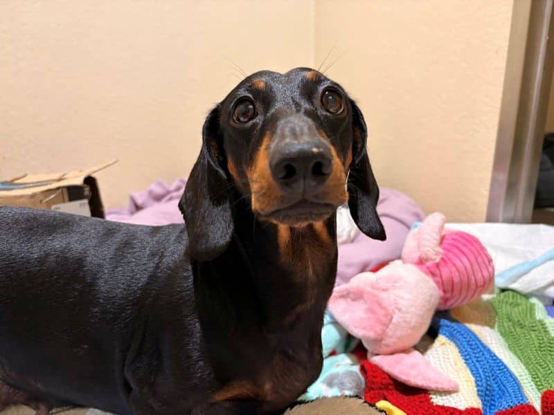 Tilly, smooth haired dachshund for adoption in Cardiff