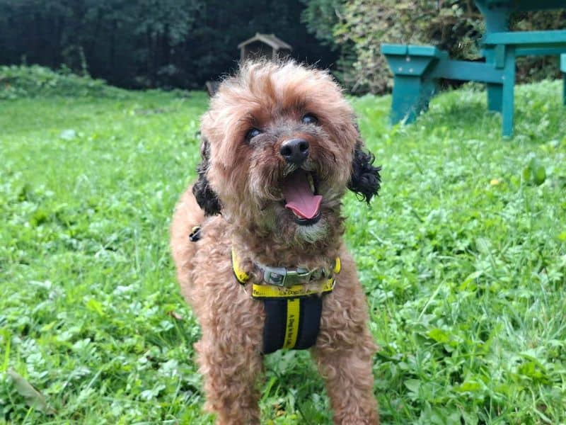 Maddie, toy poodle for adoption in Ilfracombe