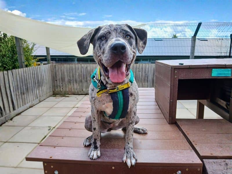 Calley, mastiff for adoption in Newton Tony