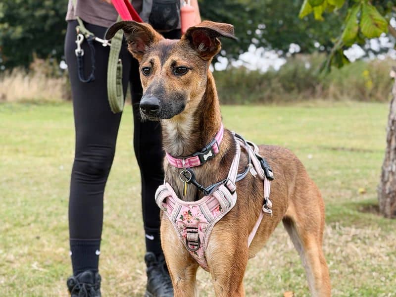 Dollie, lurcher cross for adoption in Leeds