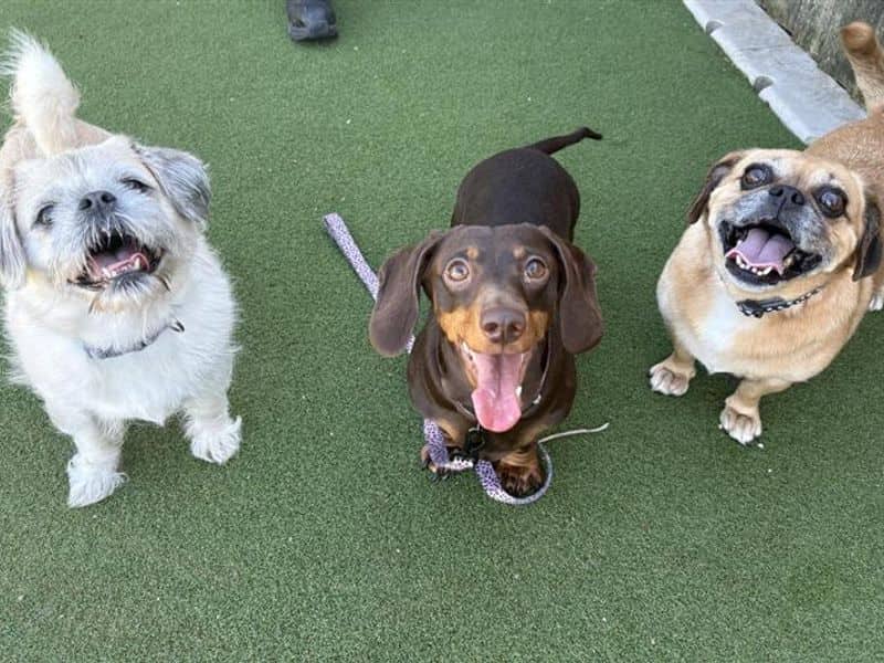 Betty & Fable, shih tzu cross for adoption in Cardiff