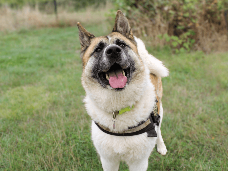 Mia, akita for adoption in Shoreham-by-Sea