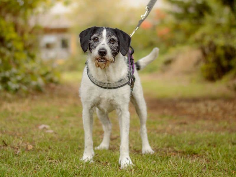 Alfie, pointer cross for adoption in Kenilworth