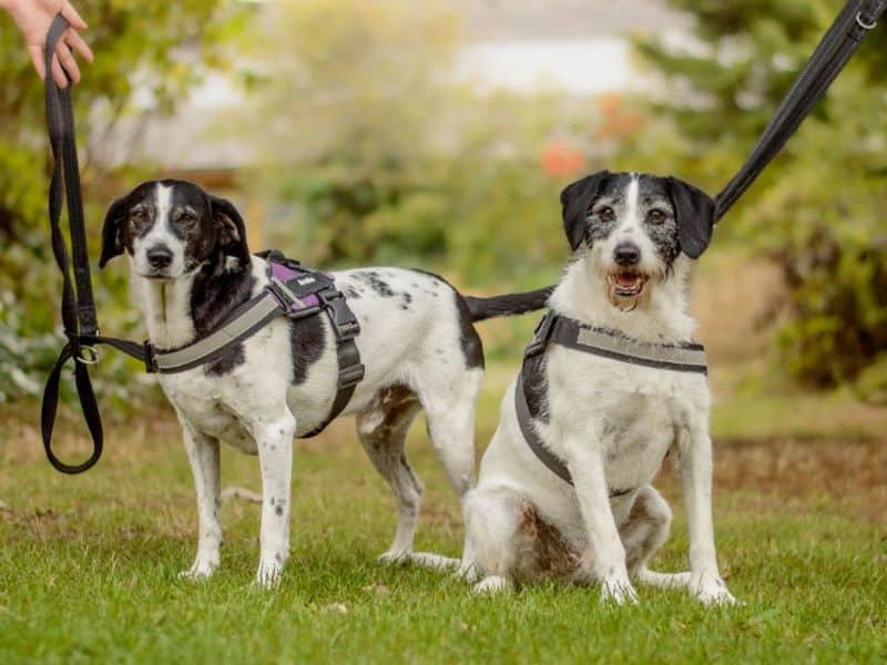Archie, pointer cross for adoption in Kenilworth