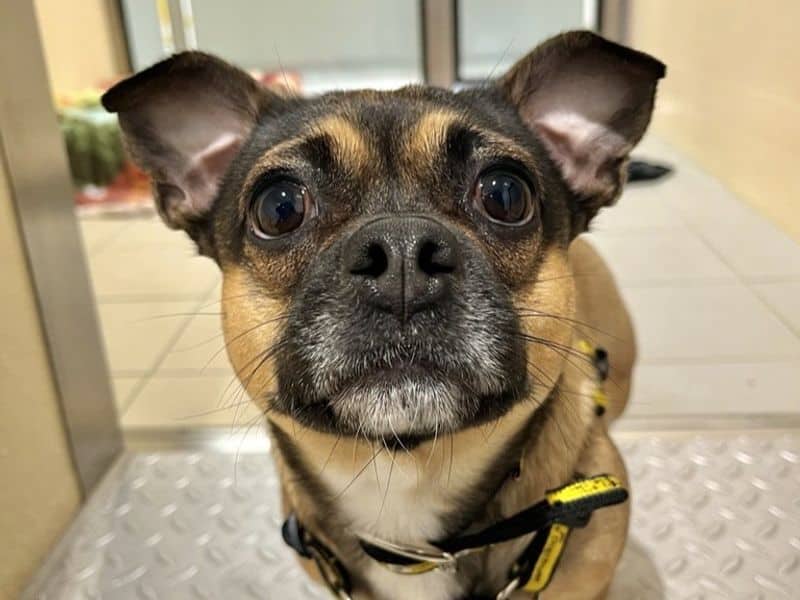 Bonnie, pug cross for adoption in Mid and East Antrim
