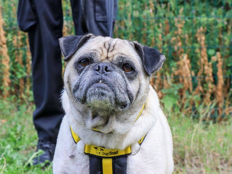 Dudley, pug cross for adoption in Evesham
