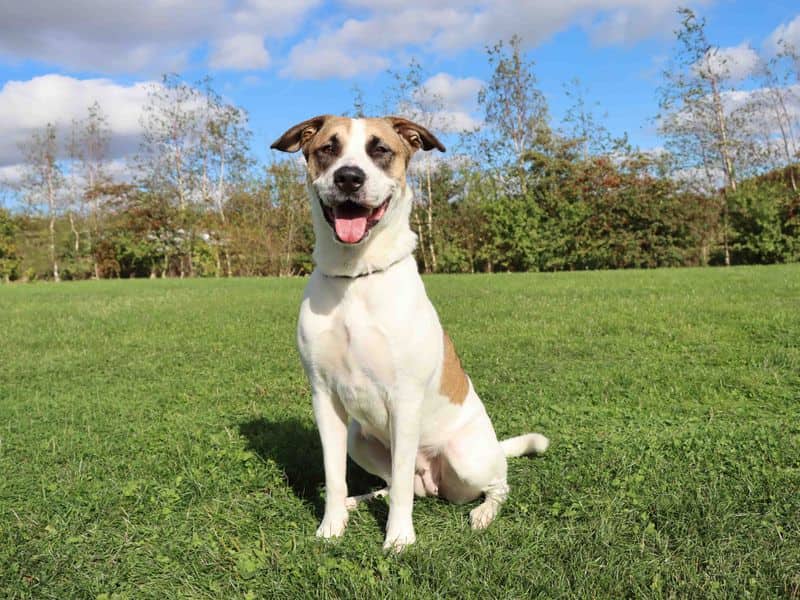 Lulu, akita cross for adoption in Sadberge