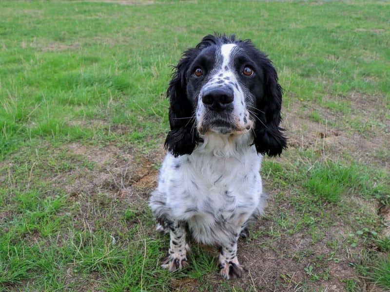 Rupert, english springer spaniel for adoption in Evesham