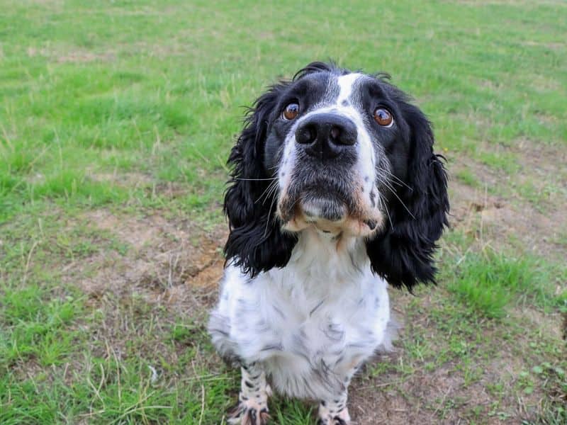 Rupert, photo 2