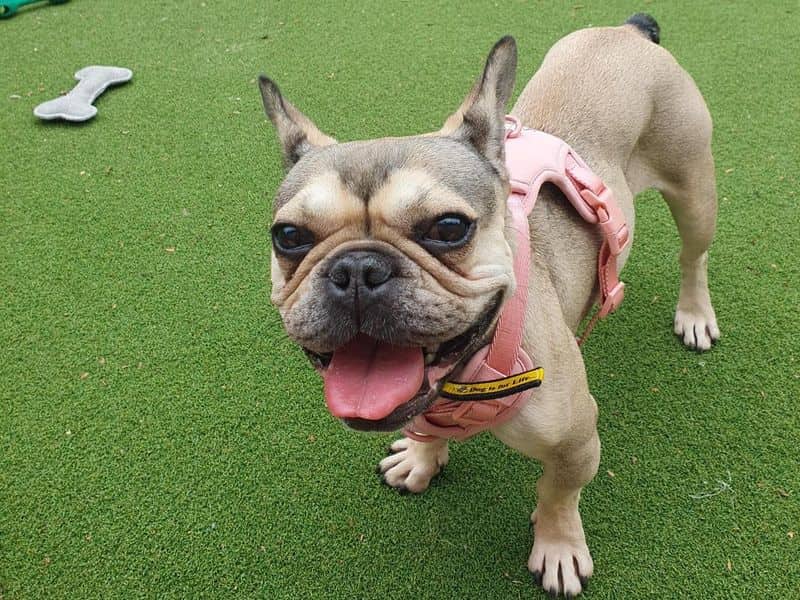 Daisy, french bulldog for adoption in Cardiff