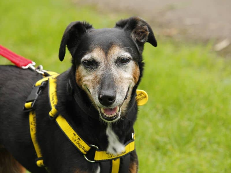 Izzy, border collie cross for adoption in Bridgend
