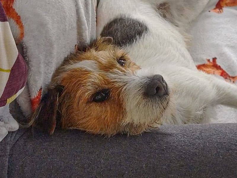 Bruno, jack russell terrier for adoption in Wickford