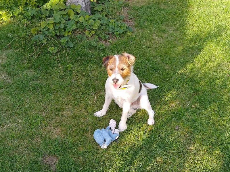 Bruno, photo 2