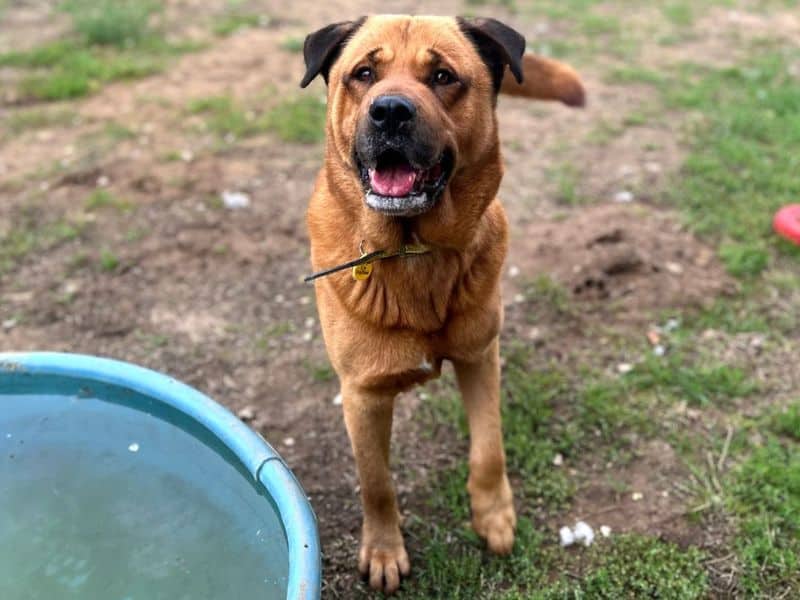 Bourbon, crossbreed for adoption in Breckland