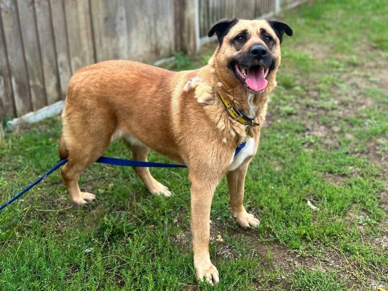 Honey, crossbreed for adoption in Breckland